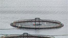 Fat Salmon jumping in the Salmon Farm in Loch Ainort
